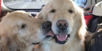 Dois cachorros da raça Golden Retriever no banco de trás de um carro,